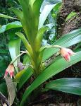 : - Camaridium bradeorum