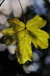 Feldahorn - Acer campestre