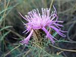 Niedriges Spindelkraut - Atractylis humilis