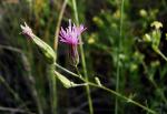 Gewöhnlicher Schlüpfsame - Crupina vulgaris