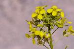 Stumpfkantige Hundsrauke - Erucastrum nasturtiifolium