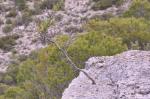 : - Genista scorpius