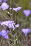 Krainer Lein - Linum narbonense