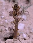 Gekrümmter Würger - Orobanche cernua