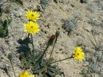 : - Picris hispanica