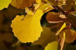 Espe - Populus tremula