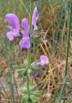 Eisenkraut-Salbei - Salvia verbenaca