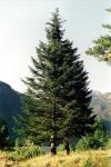 Fichte - Abies alba