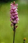 Geflecktes Knabenkraut - Dactylorhiza maculata
