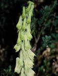 Gelber Eisenhut - Aconitum vulparia