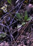 Frühlings-Hungerblümchen - Draba verna