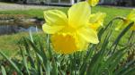 Gelbe Narzisse-Narcissus pseudonarcissus
