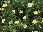 Kronen-Wucherblume - Chrysanthemum coronarium