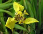 : - Neomarica longifolia