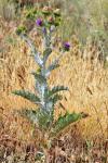 Eselsdistel - Onopordum acanthium