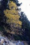 Sal-Weide - Salix caprea