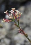 Grannen-Meier - Asperula aristata