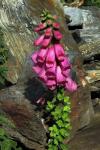 Roter Fingerhut - Digitalis purpurea