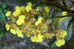 : - Oncidium sphacelatum
