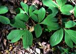 : - Paeonia officinalis subsp. microcarpa
