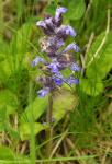Kriechender Günsel - Ajuga reptans