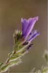 Gewöhnlicher Natternkopf - Echium vulgare