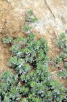 Einjährige Seeheide - Frankenia pulverulenta