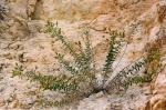 : - Chiliadenus glutinosus