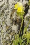 Niederliegendes Leinkraut - Linaria supina