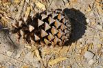 See-Kiefer - Pinus pinaster