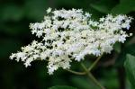 Schwarzer Holunder - Sambucus nigra