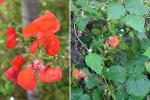 Feuerbohne - Phaseolus coccineus