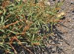 : - Amaranthus muricatus