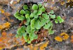Mauerraute - Asplenium ruta-muraria