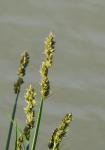 Fuchs-Segge - Carex vulpina