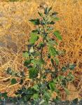Weißer Gänsefuß - Chenopodium album