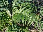 Artischocke - Cynara cardunculus