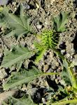 Gemeiner Stechapfel - Datura stramonium