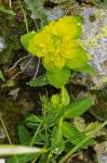 Warzen-Wolfsmilch - Euphorbia verrucosa