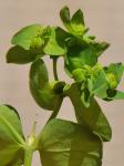 Garten-Wolfsmilch-Euphorbia peplus