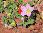 Grauer Storchschnabel-Geranium cinereum