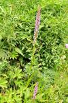 : - Gymnadenia densiflora