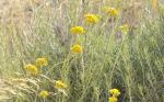: - Helichrysum italicum subsp. serotinum
