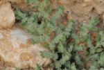 : - Herniaria cinerea