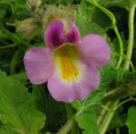 : - Proboscidea parviflora