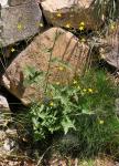 Mauerlattich - Mycelis muralis