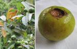 Costa-Rica-Guave - Psidium friedrichsthalianum