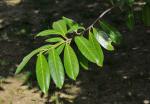 Lorbeerkirsche - Prunus laurocerasus