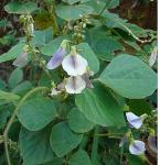 Kudzu - Pueraria phaseoloides
