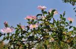 Hunds-Rose - Rosa canina